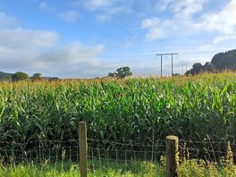 Corn field