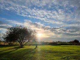 Lovely dog walking field