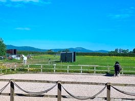 Lovely horses