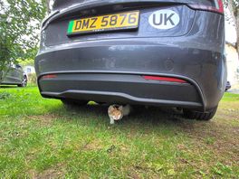 Other cat