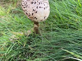 Parasol mushrooms everywhere on the costal path