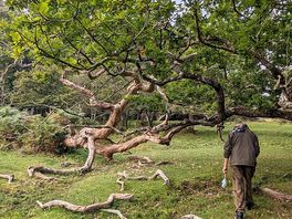 Woodlands