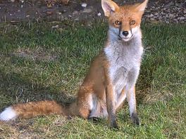 Mr fox came to see us, love the wild life 😀