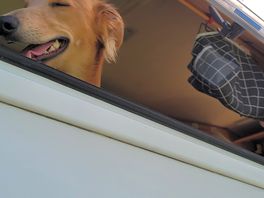 Buddy enjoyed the view