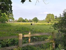 Grazing horses