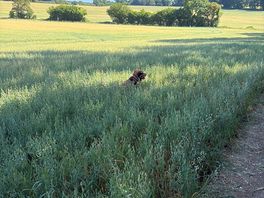 Field walks around campsite