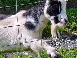 Local friend