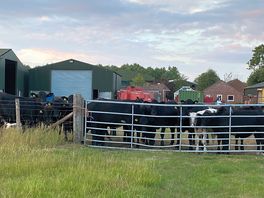 Cows