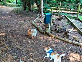 Dog walk