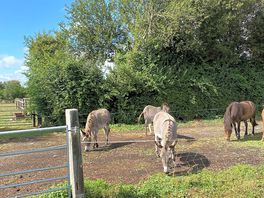 Donkeys !