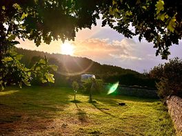 The orchard