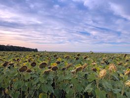 Sunflower field nr camp