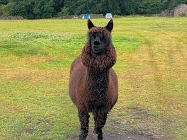 Alpaca posing