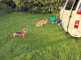 Dogs taking the air
