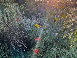 Wildflowers