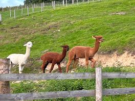 Lovely alpacas