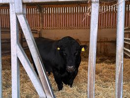 Bolshie the bull.
