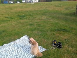 Dog friendly