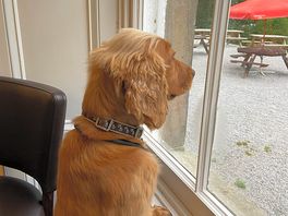 Dog friendly great walks