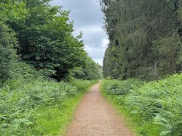 Within the forest trail