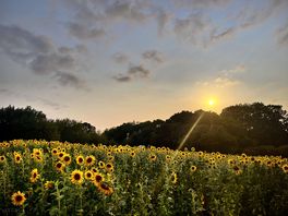 Sunflower field