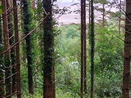 View from the forest you can walk in