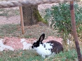 Domestic rabbits <3