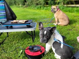 Dog freindly