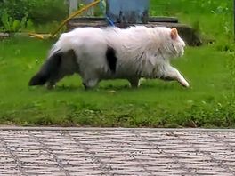 Fat camp cat😂😂