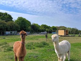 Alpacas