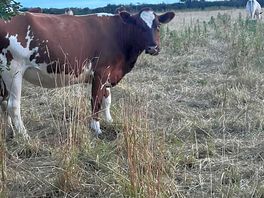 Cows in the next field
