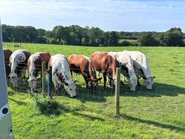 Lovely to watch this bunch!