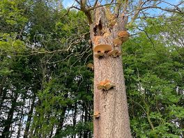 Mushrooms growing on a tree leading to the campsite