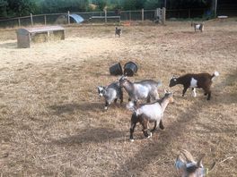 Goats