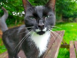 Beautiful green eyed cat for company