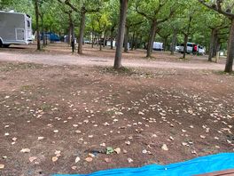 Poca sombra y nada de césped
