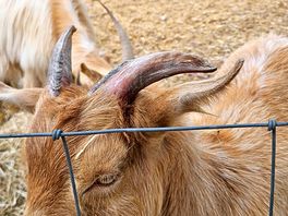 Goats on farm