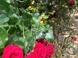 Beautiful roses at the site