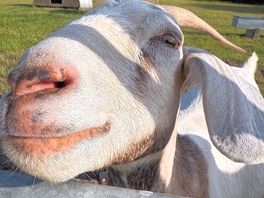 Friendly little goat!