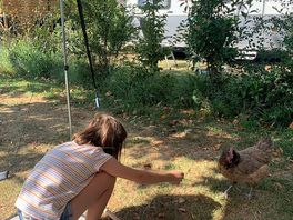 Chicken