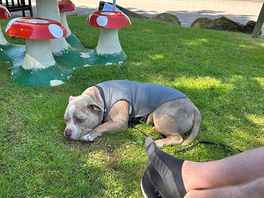 Spot of shade