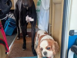 The doggos