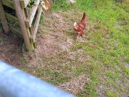 Farm animals