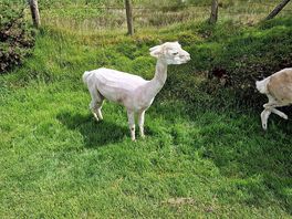 Alpacas