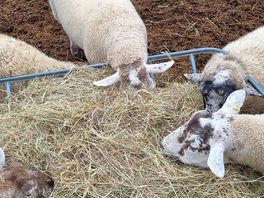 Sheeps!