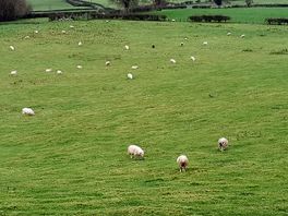 Sheep sheep and more sheep