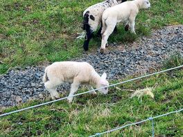 Lambs playing right outside