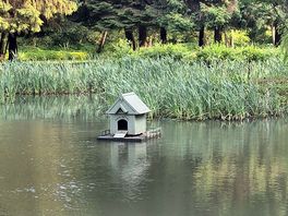 Dog walk area / pond