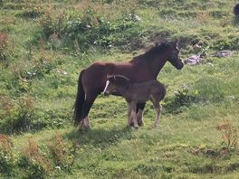 Horses!