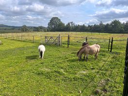 Little shetland ponies.